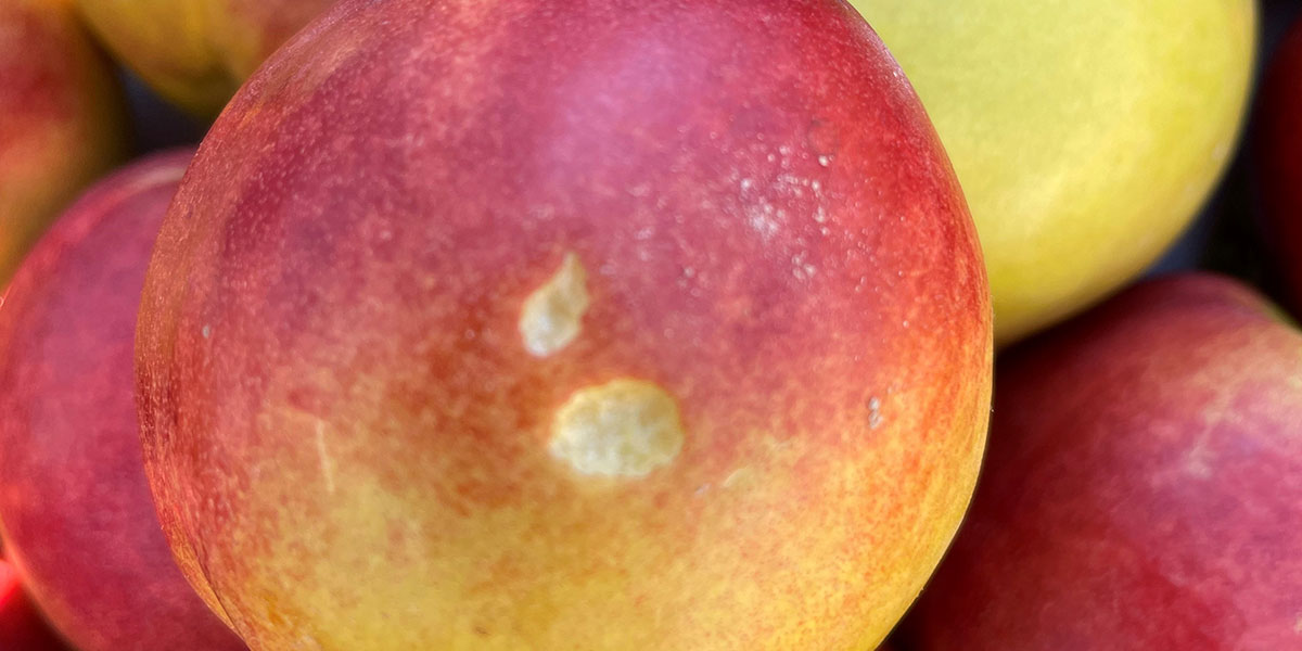 Nuove soluzioni per difendersi dalla Forficula auricularia